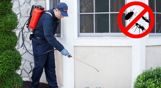 Dazkırı Fare İlaçlama böcek ilaçlama ve haşere kontrolü — ilaclama-tr.com
